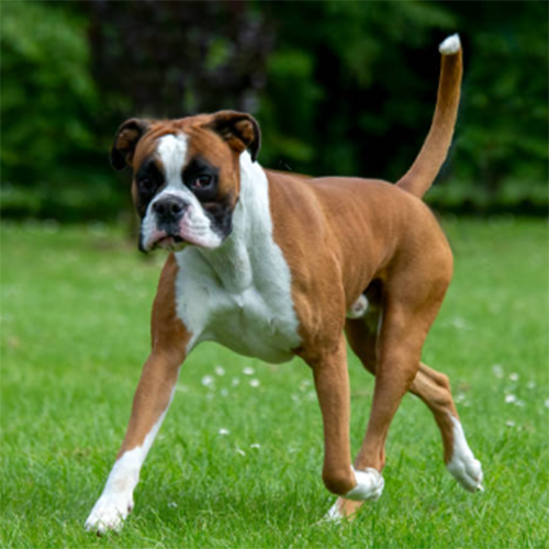 Dog 4