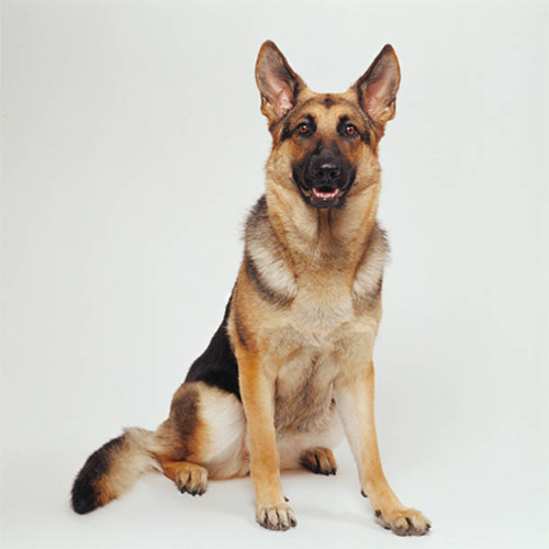 Dog 3