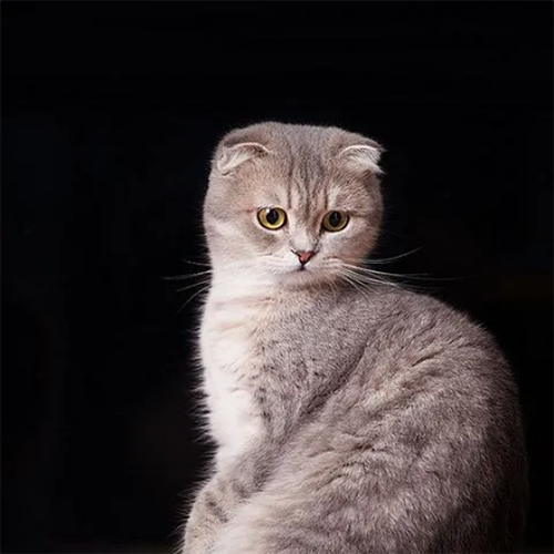 Cat 6