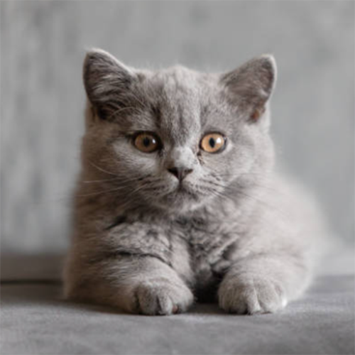 Cat 4