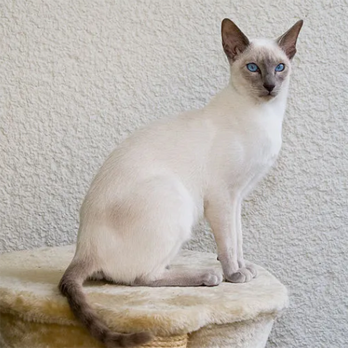 Featured Pet 2